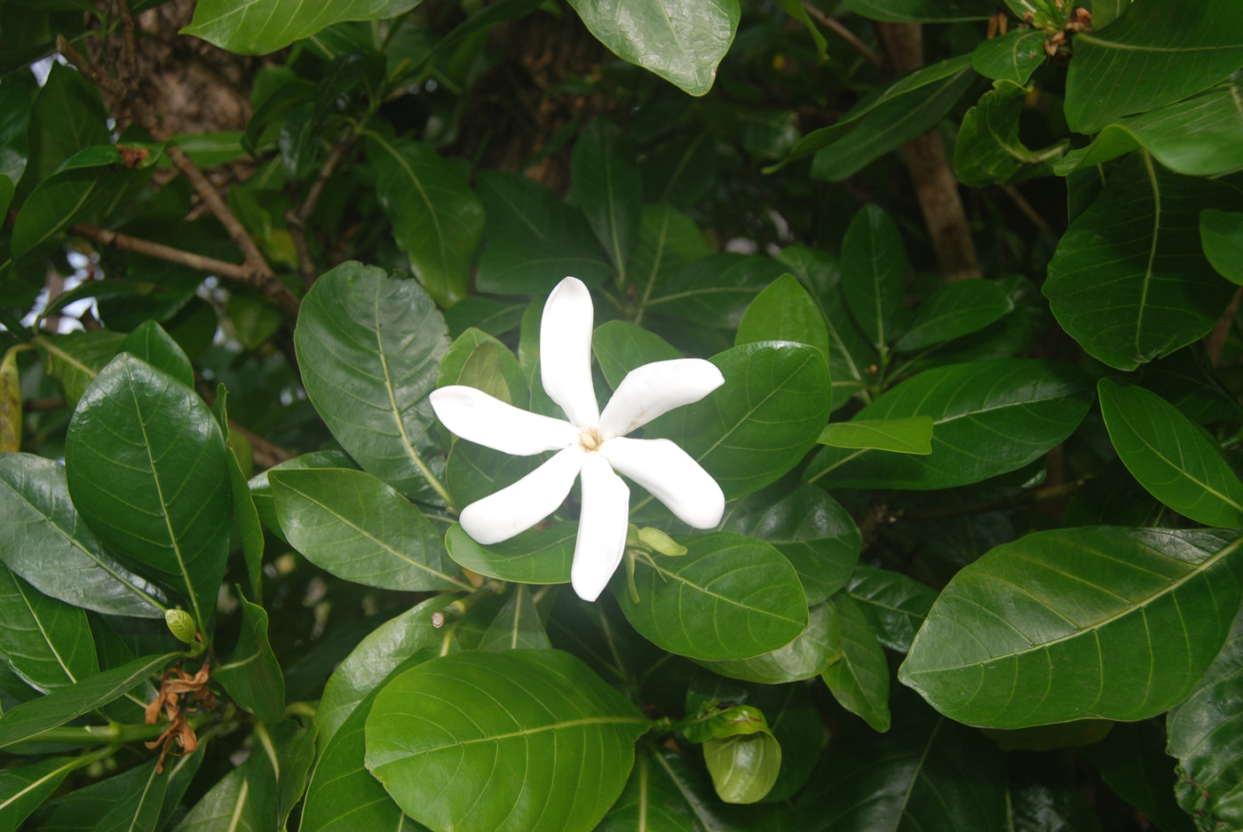 Kanaka Ikaika Race #2  - January 18,  2020