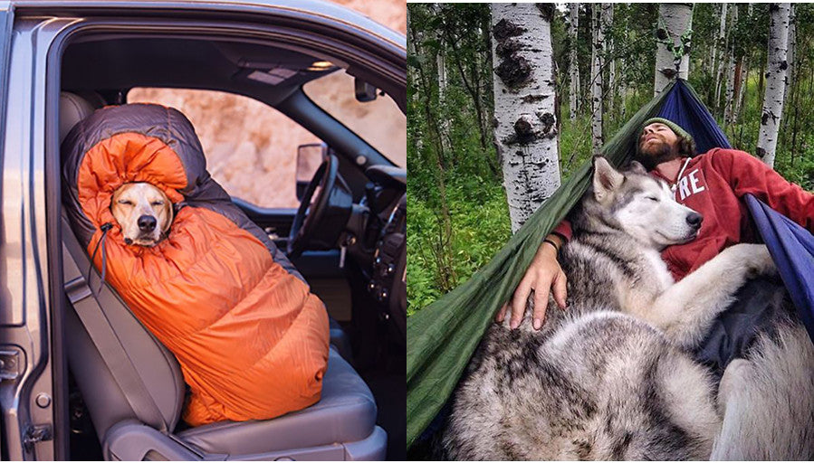 Camping With Dogs Inspires Dog Owners to Get Outdoors With their Canines