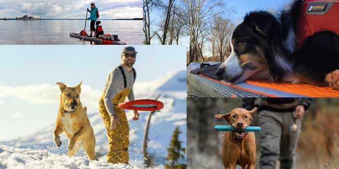 Pet Gift Guide